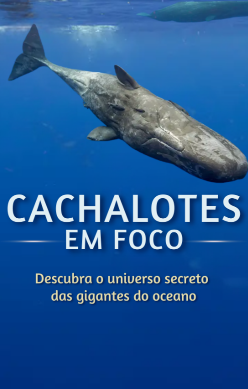 Capa do curso Cachalotes em Foco